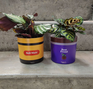 Best Mates Pot Pack - Cheeky Plant Co. Pots - 12.5cmD x 12cmH