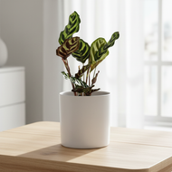 Assorted Indoor Plant in 180mm White Pot - Sydney Only