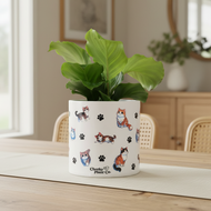 Cats Pot - Aussie Dining