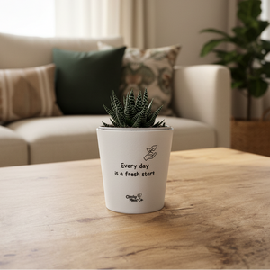 Assorted Potted Succulent - CHOOSE YOUR CHEEKY POT – Cheeky Plant Co.