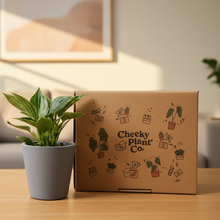 Load image into Gallery viewer, Plant Condolence Gift - Assorted Sympathy Plant in Gift Box
