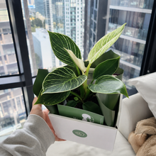 Load image into Gallery viewer, Comforting Condolence - Plant Gift Hamper - Sydney Only
