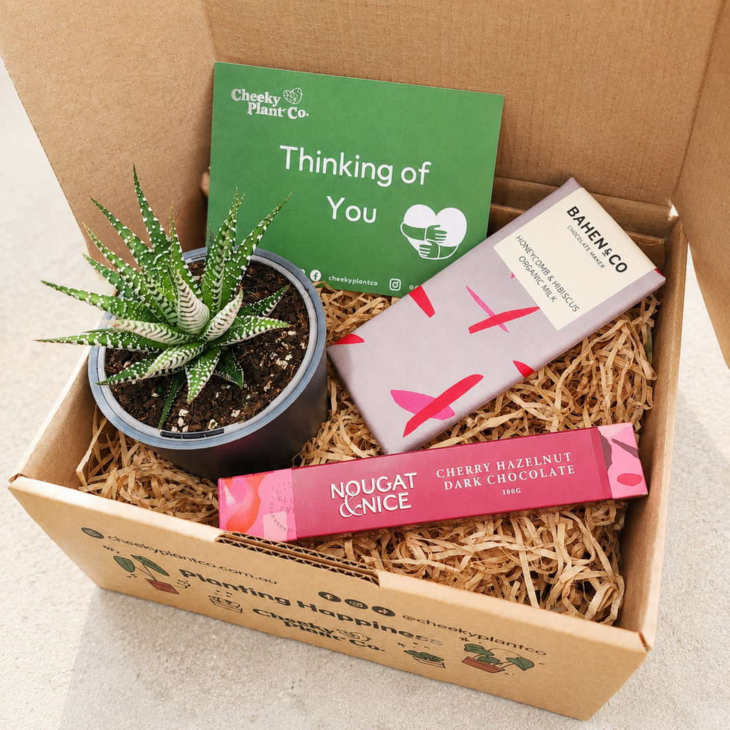 Comforting Condolence Gift Box | Sympathy Gift Succulent Delivery ...