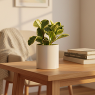 Plant Condolence Gift - Assorted Sympathy Plant - Sydney Only