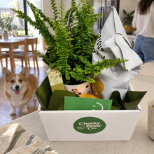 Load image into Gallery viewer, Dog Lovers - Pet Friendly Plant Gift Hamper - Sydney Only
