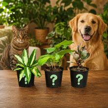 Load image into Gallery viewer, Pet Friendly Plants Pack (3 Assorted Plants) - 100mm
