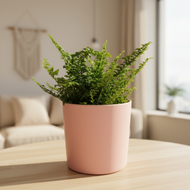 Fern in pink pot on living room table