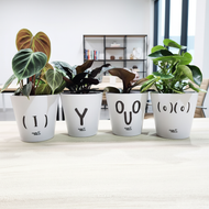 Four potted plants with office background