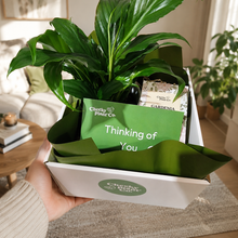 Load image into Gallery viewer, Heartfelt Condolences Gift - Peace Lily &amp; Candle - Sydney Only

