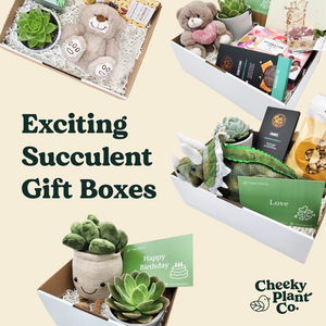 succulent gift boxes