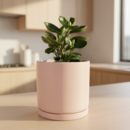 Jade plant with light wood kitchen background