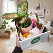 Load image into Gallery viewer, Mother's Day Pink Pot Plant Gift Hamper - Sydney Only
