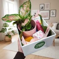 Mother's Day Pink Pot Plant Gift Hamper - Sydney Only