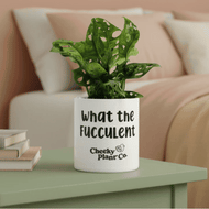 Monstera Potted Houseplant - CHOOSE YOUR CHEEKY POT