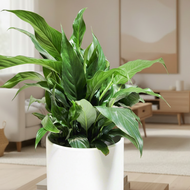 Peace Lily in homely setting