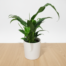 Load image into Gallery viewer, Peace lily on modern light oak table
