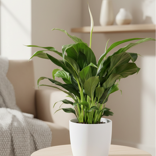 peace lily stephanie Peace Lily 150mm Pink Pot