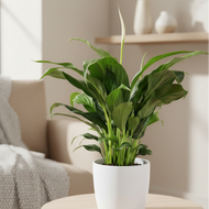 Spathiphyllum Stephanie Peace Lily - 120mm Ceramic Pot - Sydney Only
