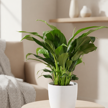 Load image into Gallery viewer, Spathiphyllum Stephanie Peace Lily - 120mm Ceramic Pot - Sydney Only
