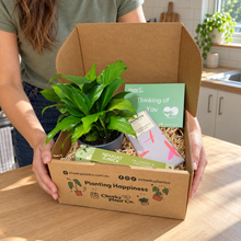 Load image into Gallery viewer, Peace Lily Condolence Gift Box
