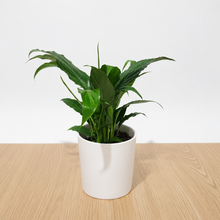 Load image into Gallery viewer, Spathiphyllum Stephanie Peace Lily - 120mm Ceramic Pot - Sydney Only
