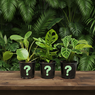 Plant trio on dark wooden table - Image 2
