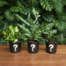 Load image into Gallery viewer, Plant trio on dark wooden table - Image 3
