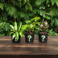 Plant trio on dark wooden table - Image 4