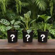 Plant trio on dark wooden table - Image 5