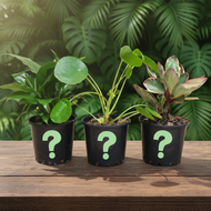 Plant trio on dark wooden table - Image 6