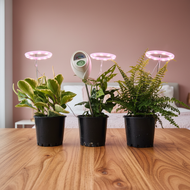 Plants on Wooden Table - Close Up
