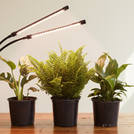 Plants with grow light - spaced composition