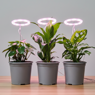 Plants with LED grow lights on wooden table