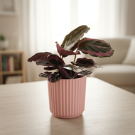 Assorted Indoor Plant in Light Pink Ribbed Ceramic Pot (14cmDx15cmH) - Sydney Only
