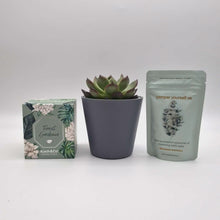 Load and play video in Gallery viewer, Housewarming - Succulent Gift Box

