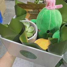 Load and play video in Gallery viewer, Recovery Gift Plant Hamper with Succulent - Sydney Only
