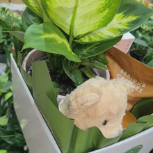 Load and play video in Gallery viewer, Happy Birthday - Assorted Plant Gift Hamper - Sydney Only
