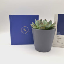Load and play video in Gallery viewer, Be Strong - Thinking of You Succulent Gift Box
