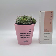 Load and play video in Gallery viewer, When Life&#39;s A Maze - Succulent Gift Box
