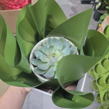 Load and play video in Gallery viewer, Assorted Succulent in Sage Satin Ceramic Pot (12cmDx12.5cmH) - Sydney Only
