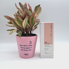 Load and play video in Gallery viewer, When Life&#39;s A Maze - Plant Gift Hamper - Sydney Only
