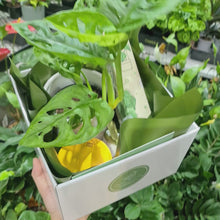 Load and play video in Gallery viewer, Happy Housewarming Plant Gift Hamper - Sydney Only
