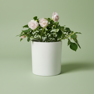 White Flowers - Assorted Plant in 180mm White Pot - Sydney Only