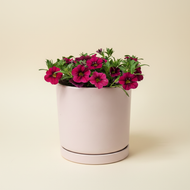 Dark Pink Flowers - Assorted Plant in 180mm Pink Pot - Sydney Only