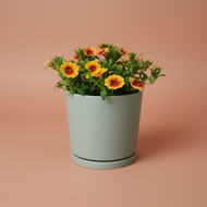 Orange Flowers - Assorted Plant in 180mm Sea Foam Pot - Sydney Only