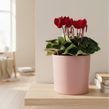 Load image into Gallery viewer, Red Cyclamen Minimal Living Room
