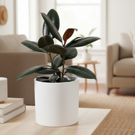 Rubber plant with homely background - Image 1