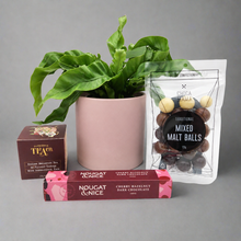 Load image into Gallery viewer, Sincere Sympathy Plant Gift Hamper - Sydney Only

