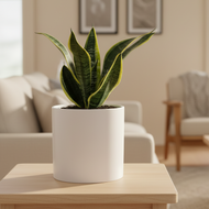 Sansevieria Trifasciata Superba / Mother-In-Law's Tongue - 180mm Ceramic Pot - Sydney Only