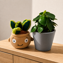 Load image into Gallery viewer, Plushie &amp; Plant Gift Box
